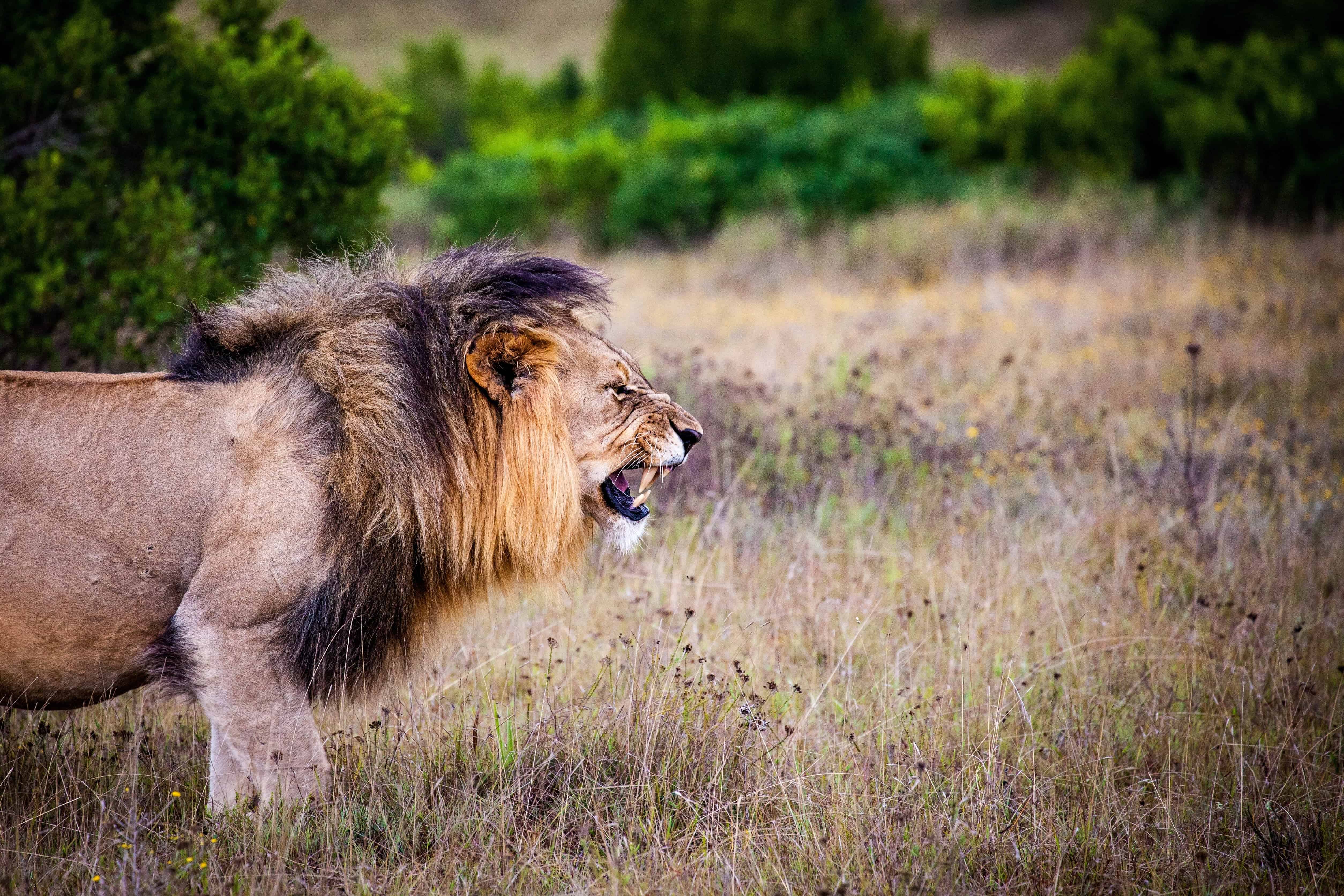 Lion dans la savanne